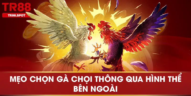Mẹo chọn gà chọi thông qua hình thể bên ngoài